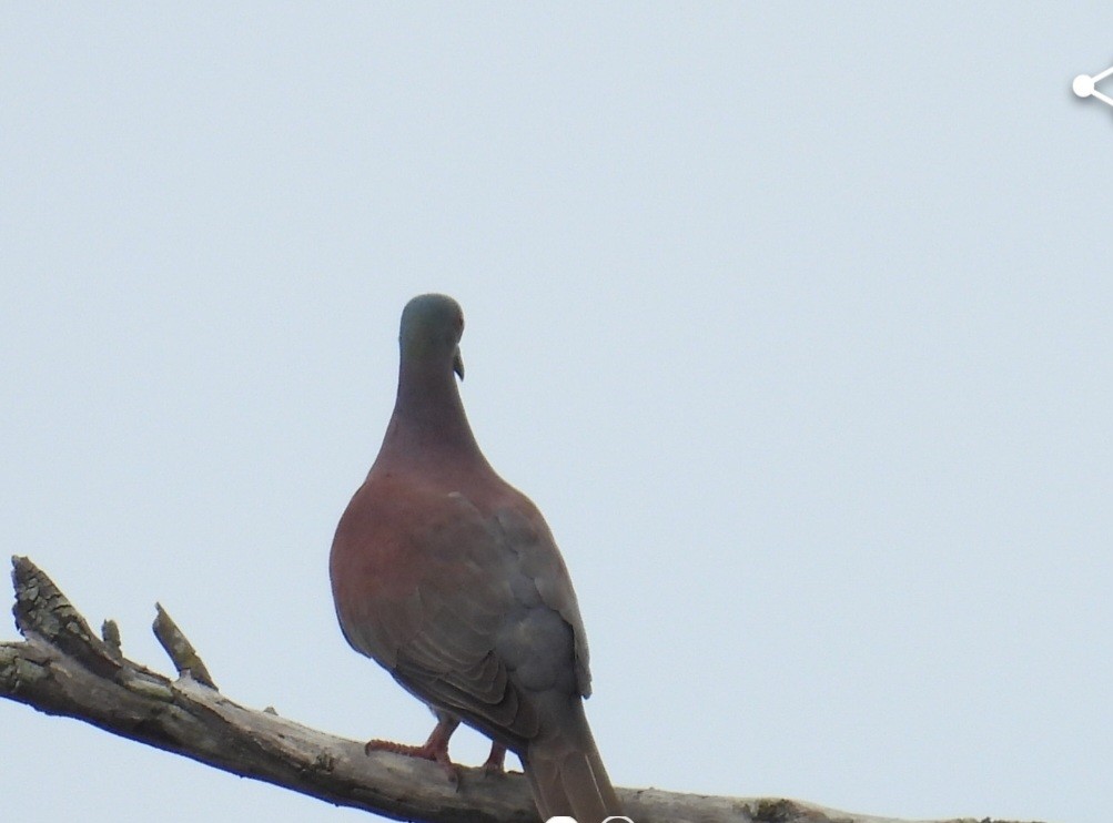 Ruddy Ground Dove - ML618809980