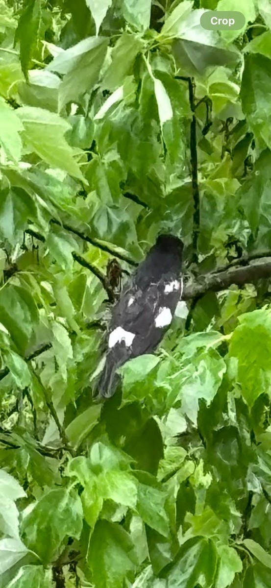 Rose-breasted Grosbeak - ML618809983