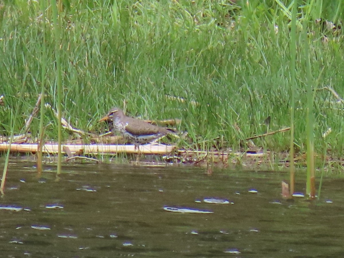 Spotted Sandpiper - Ericka Albright