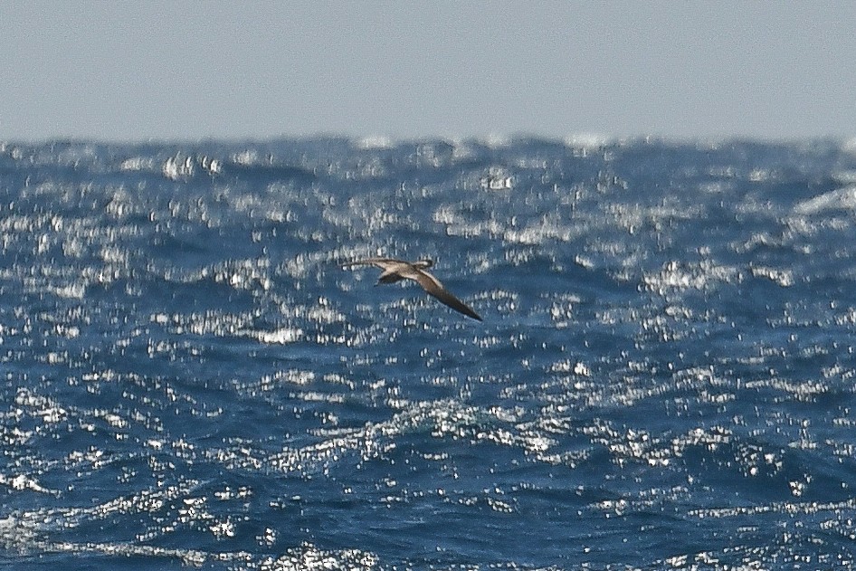 Cory's Shearwater (Scopoli's) - ML618810007