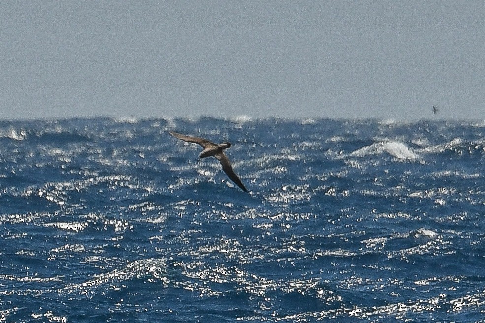 Cory's Shearwater (Scopoli's) - Bill Asteriades