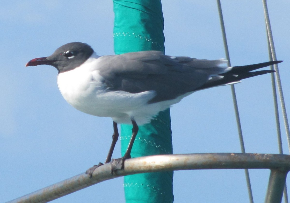 Bonaparte's Gull - Jeffrey C and Teresa B Freedman