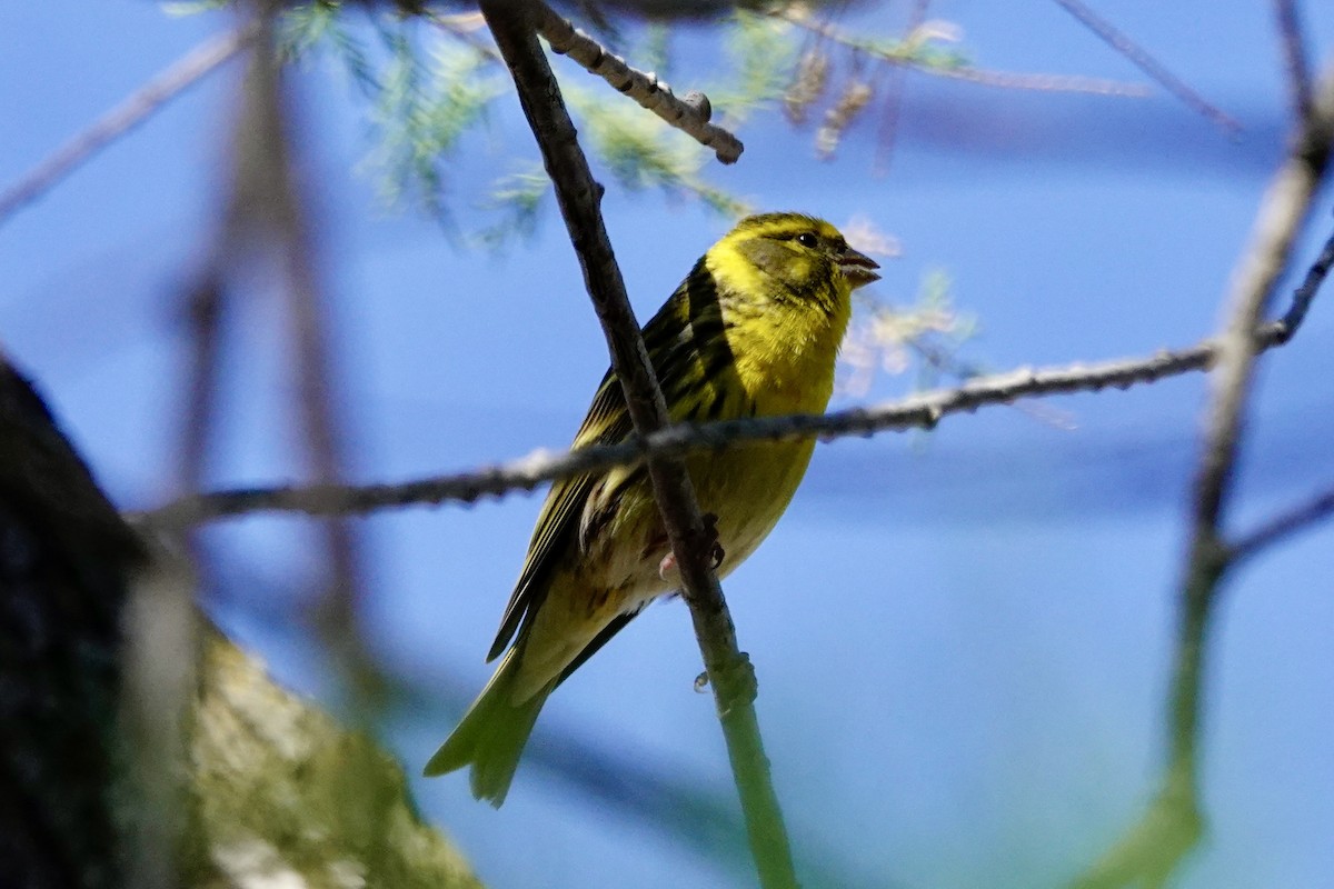 European Serin - David Ratcliffe