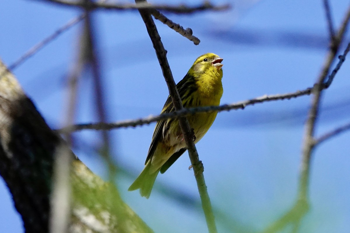 European Serin - David Ratcliffe