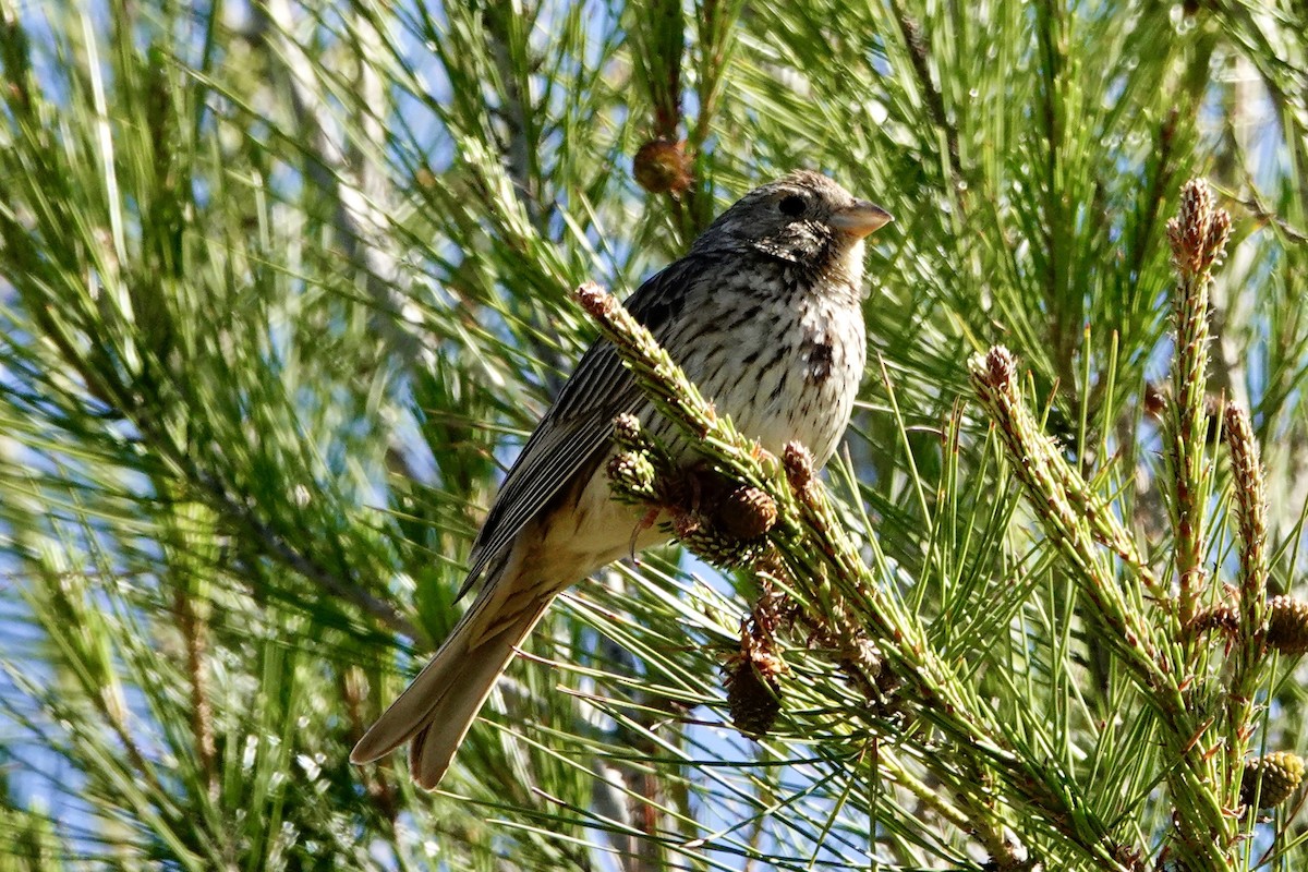 Corn Bunting - David Ratcliffe