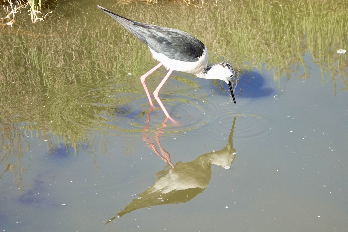 Black-winged Stilt - David Ratcliffe