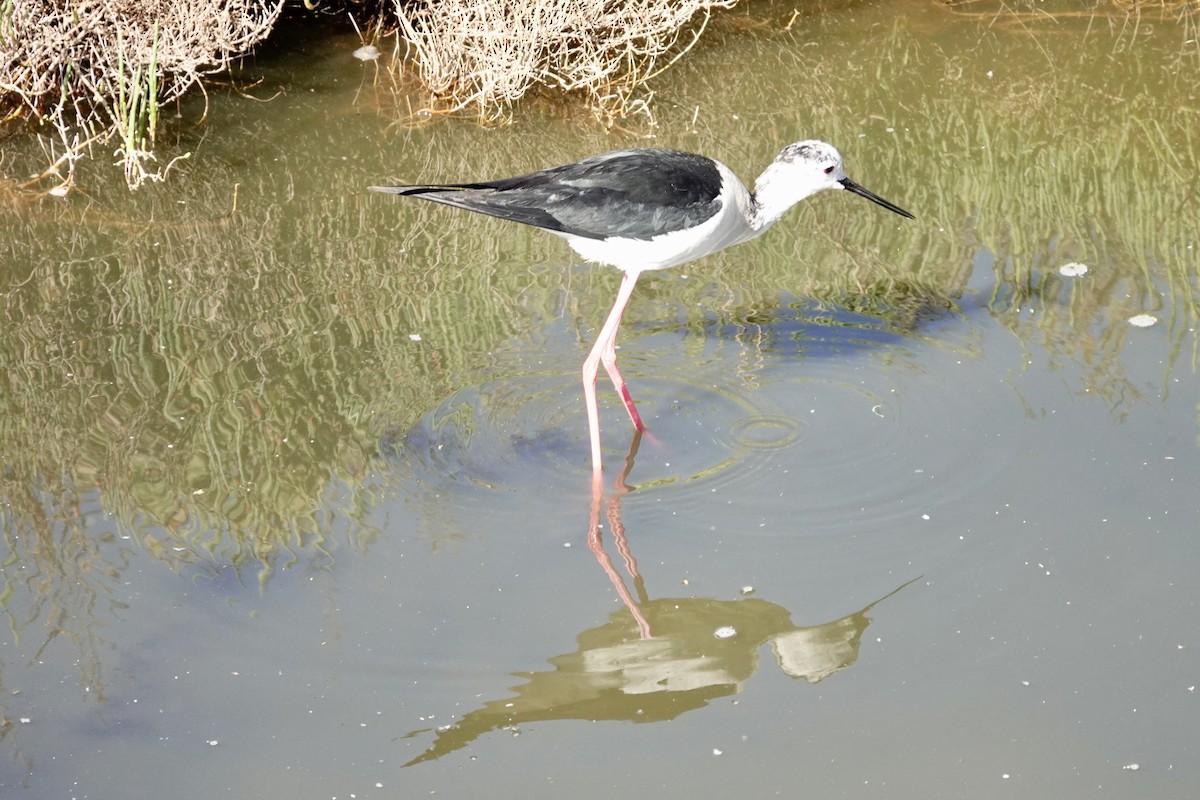 Black-winged Stilt - David Ratcliffe