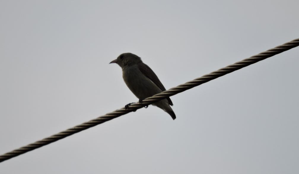 Pale-billed Flowerpecker - Suzhal Arivom (Group Account)