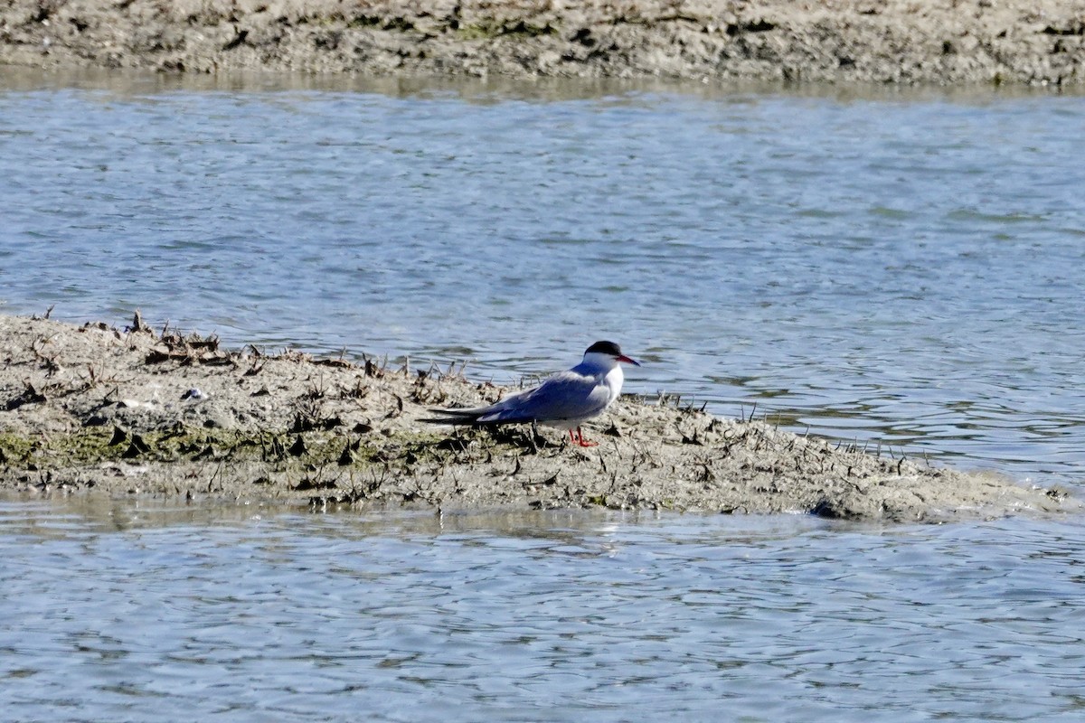 Common Tern - David Ratcliffe