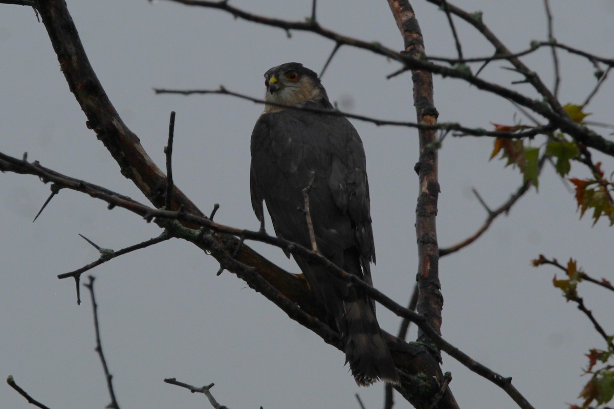 Sharp-shinned Hawk - Jamie Klooster