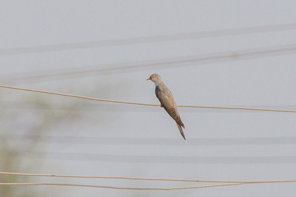 Common Cuckoo - ML618810054