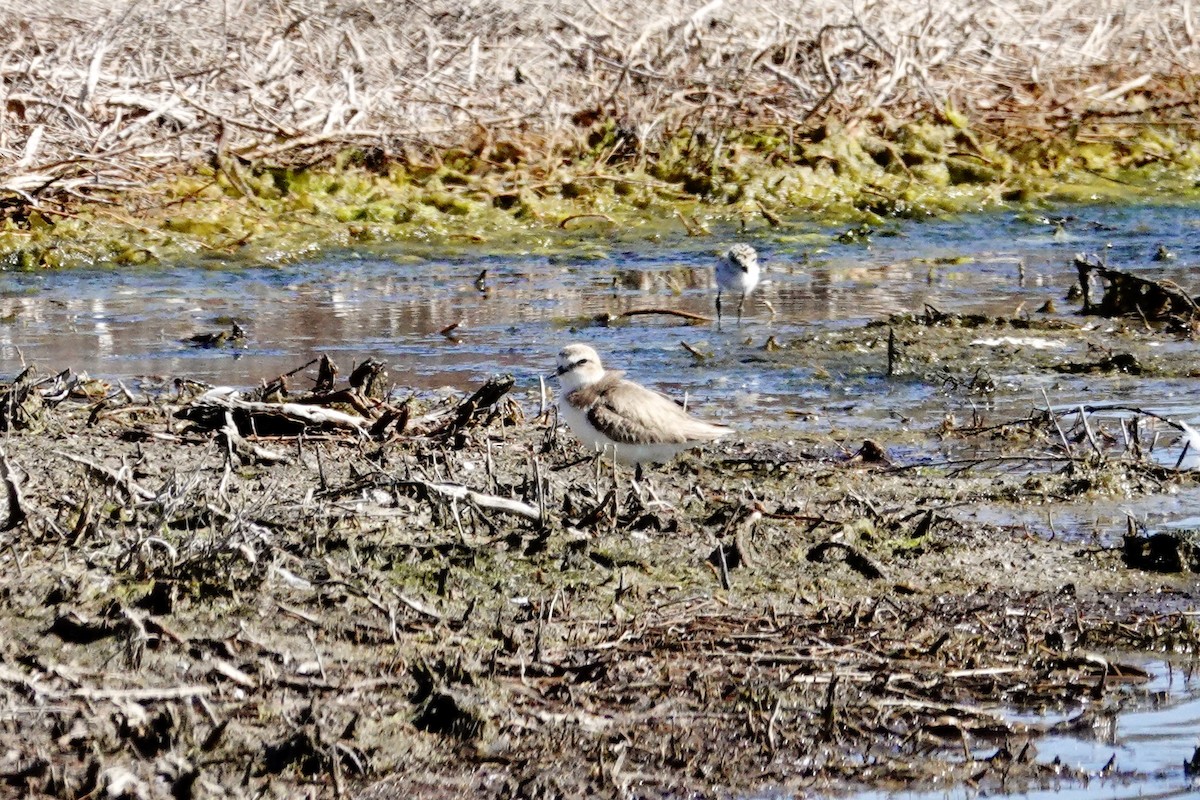 Kentish Plover - David Ratcliffe