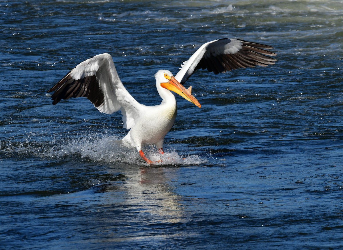 American White Pelican - Elke Davis