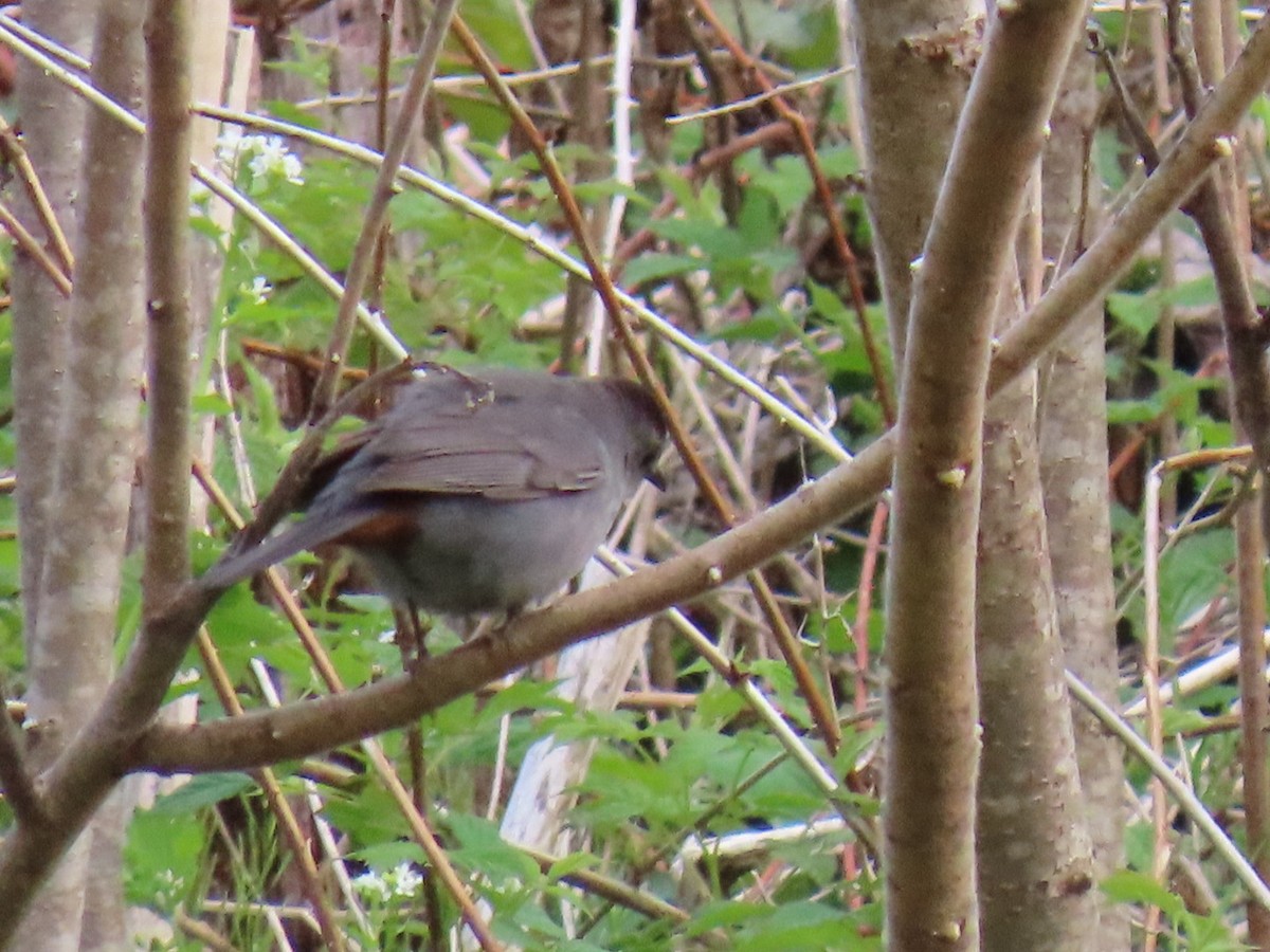 Gray Catbird - Ericka Albright