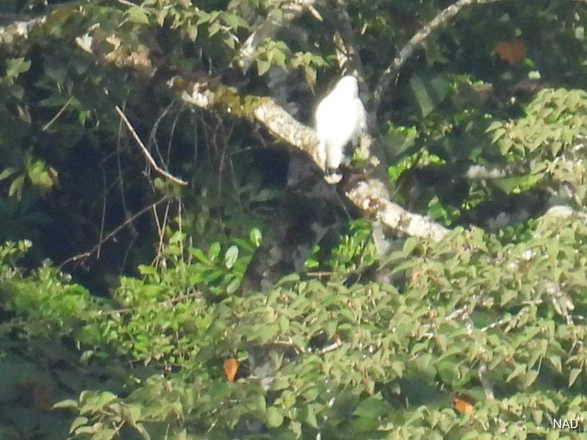 Swallow-tailed Kite - Nelva de Daly