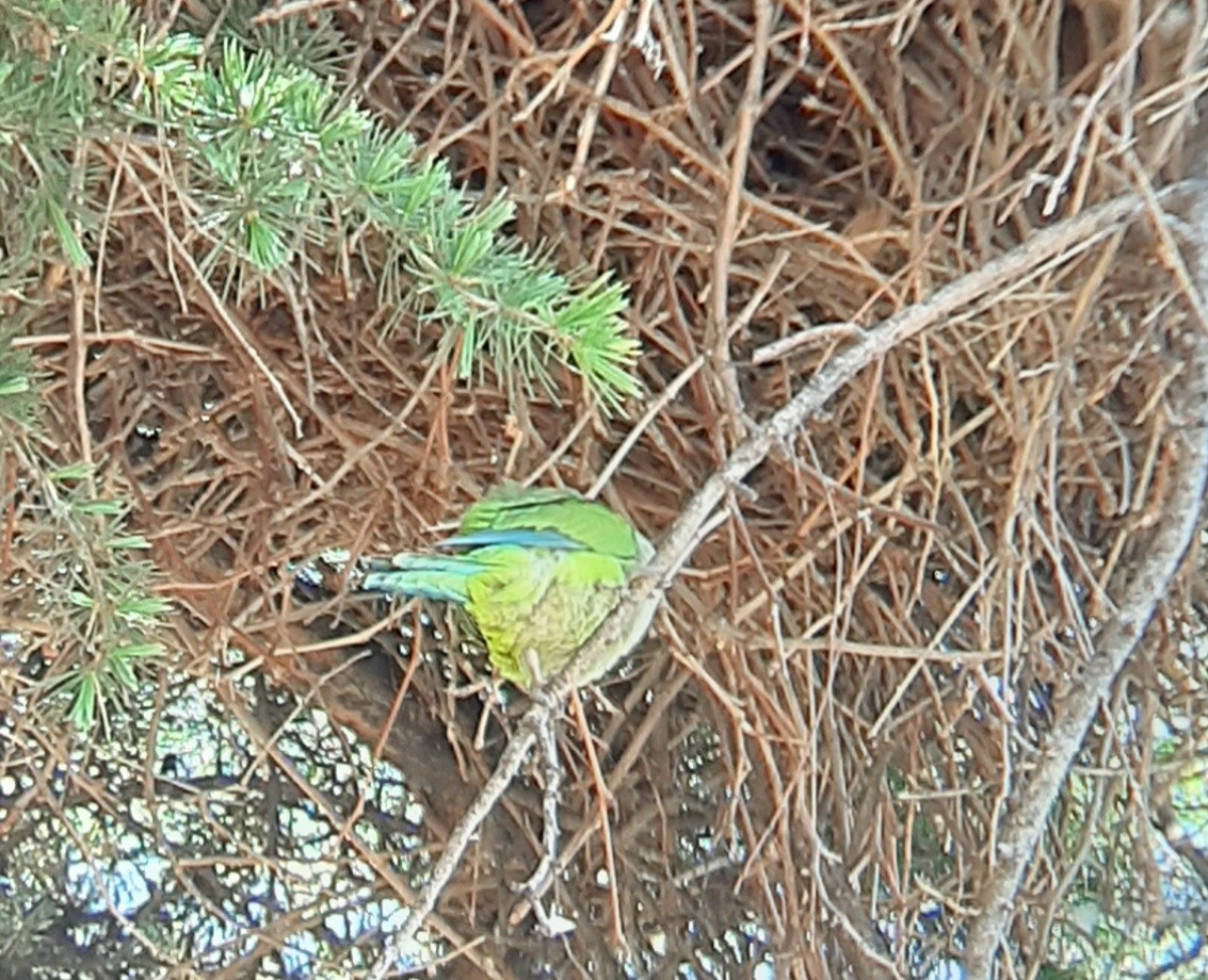 Monk Parakeet - Ángel Luis Neira