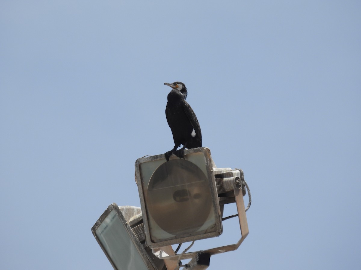 Great Cormorant - Jorge Ellis