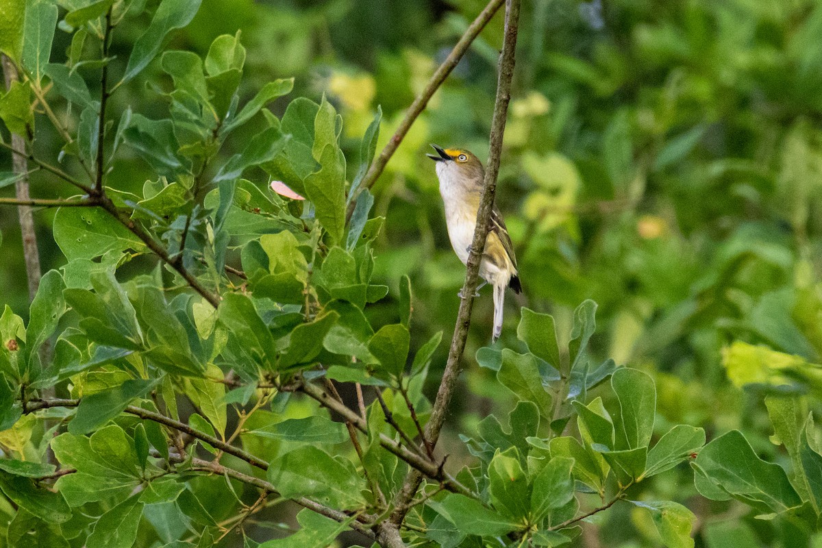 White-eyed Vireo - Mark Wilson