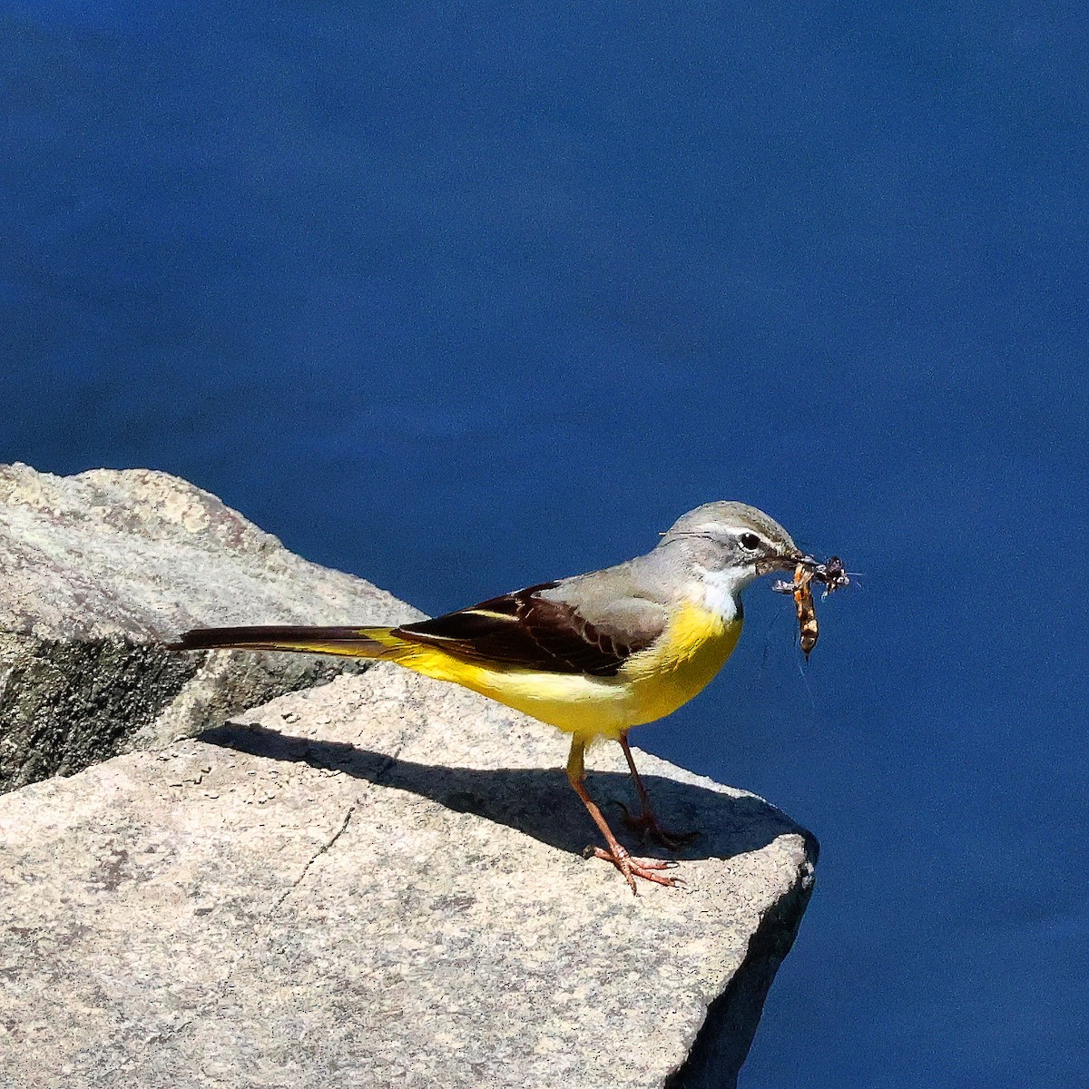 Gray Wagtail - toyota matsutori