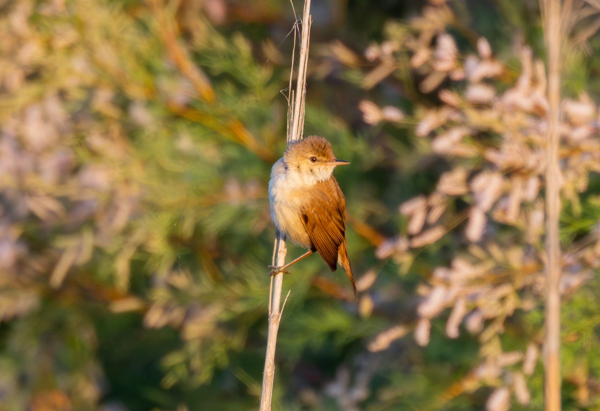 Common Reed Warbler - Kevin  Brix