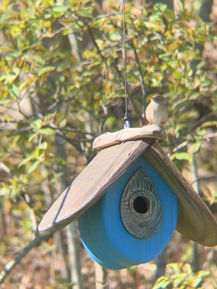 House Wren - ML618810110