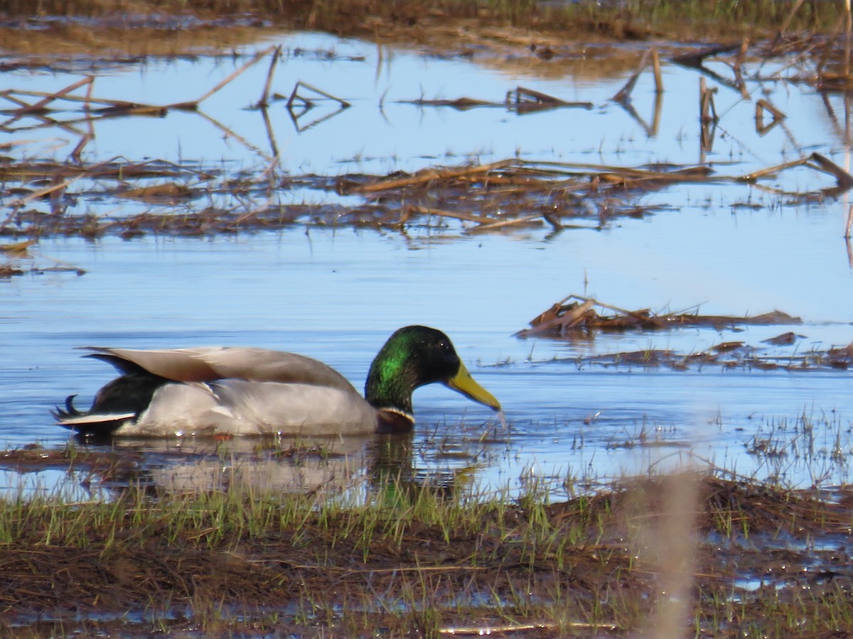 Mallard - Jeff Carter