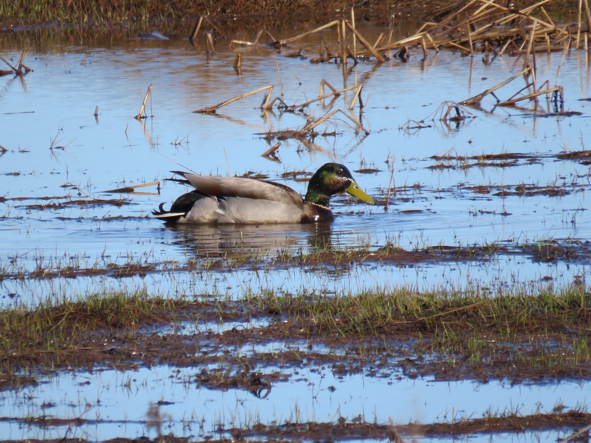 Mallard - Jeff Carter