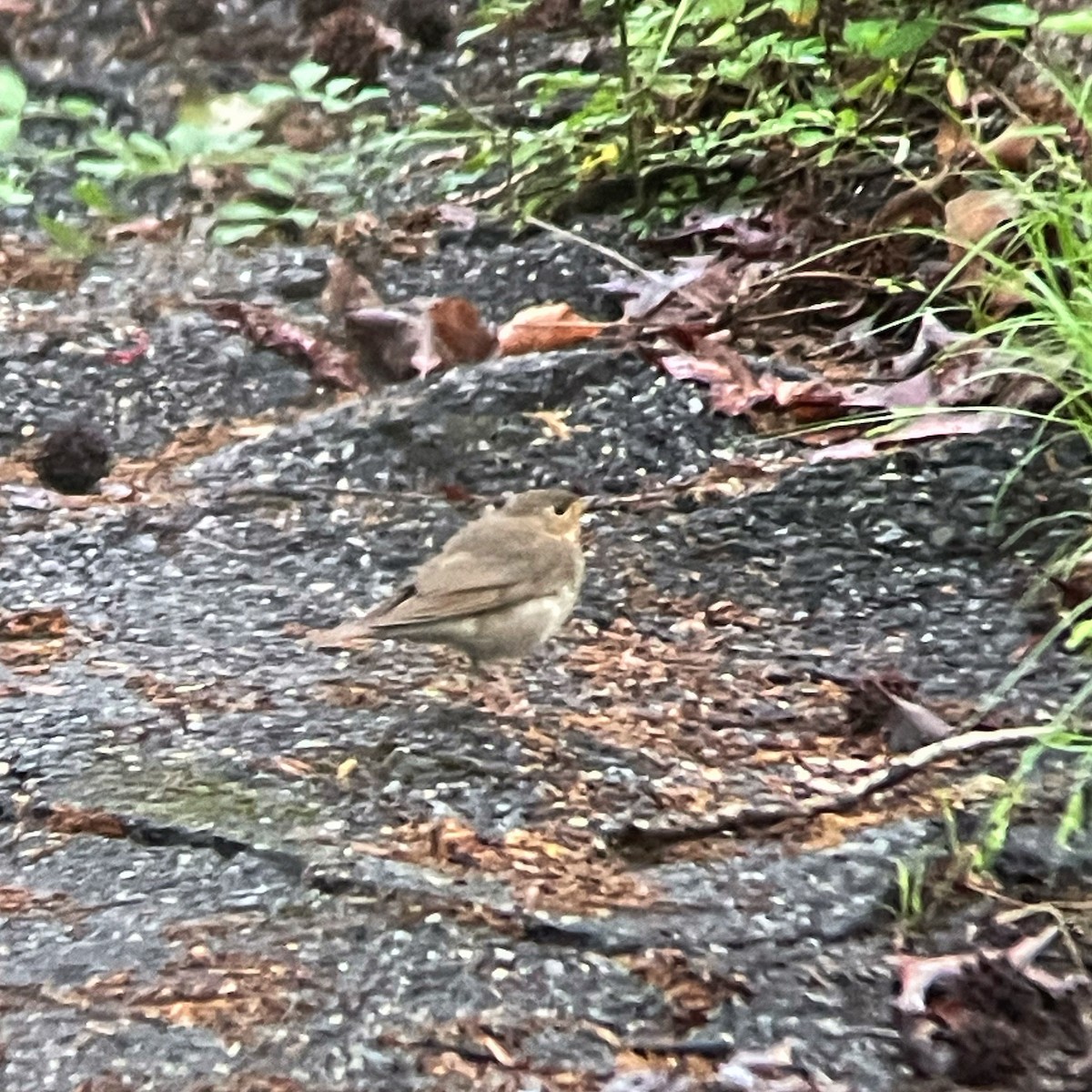 Swainson's Thrush - Dave Votta