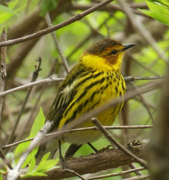 Cape May Warbler - ML618810129