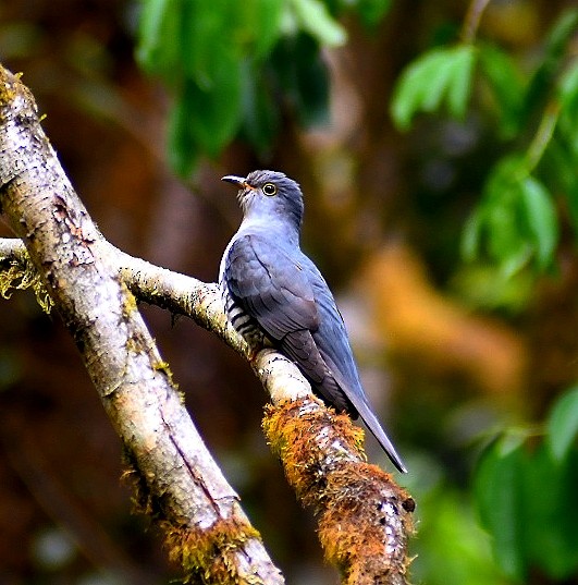 Himalayan Cuckoo - kinley dorji