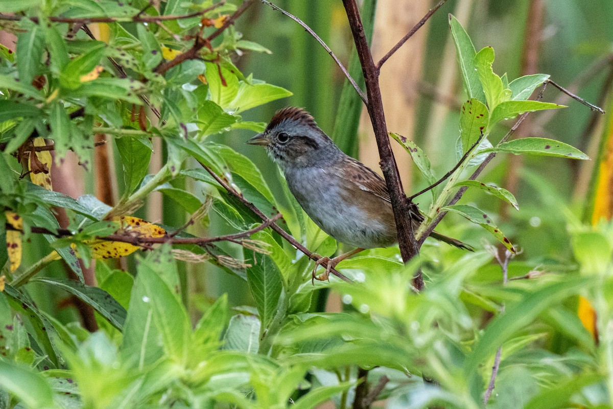 Swamp Sparrow - Mark Wilson