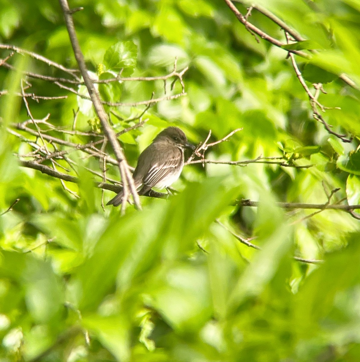 Eastern Phoebe - Dave Votta