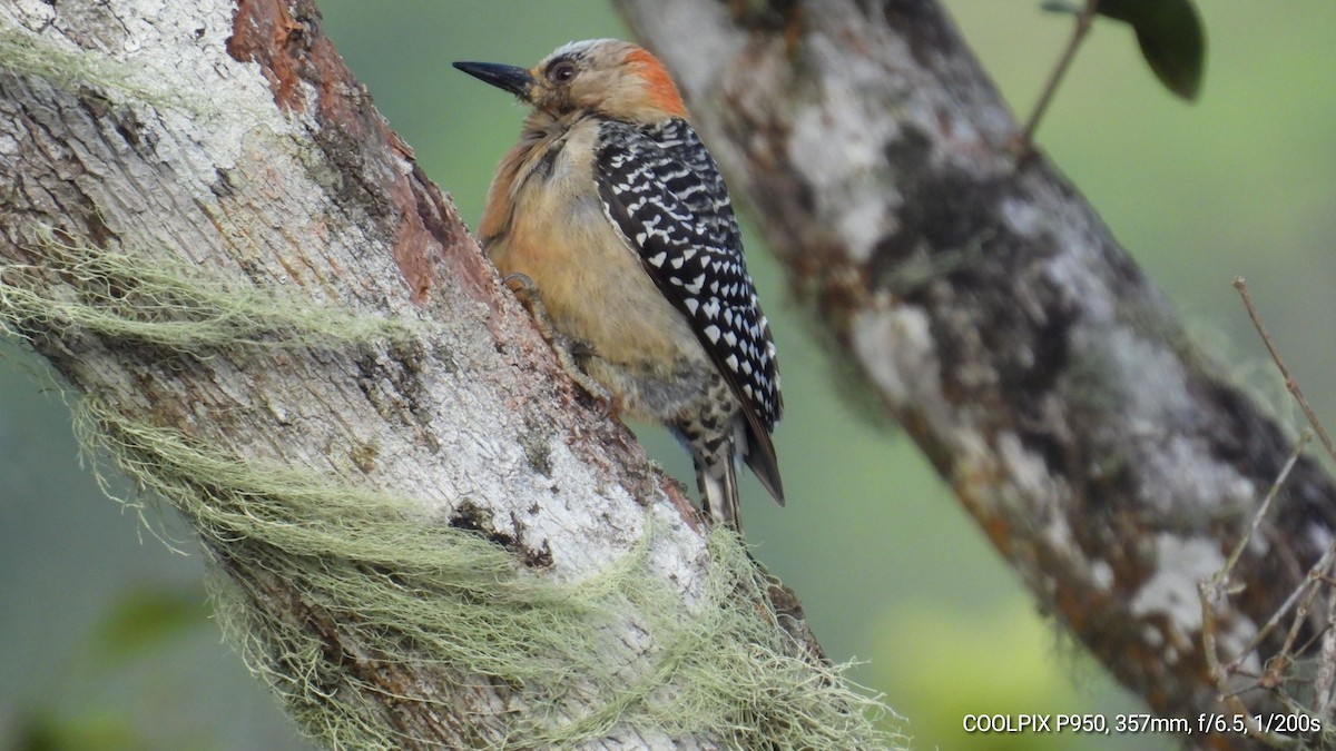 Red-crowned Woodpecker - Nelva de Daly