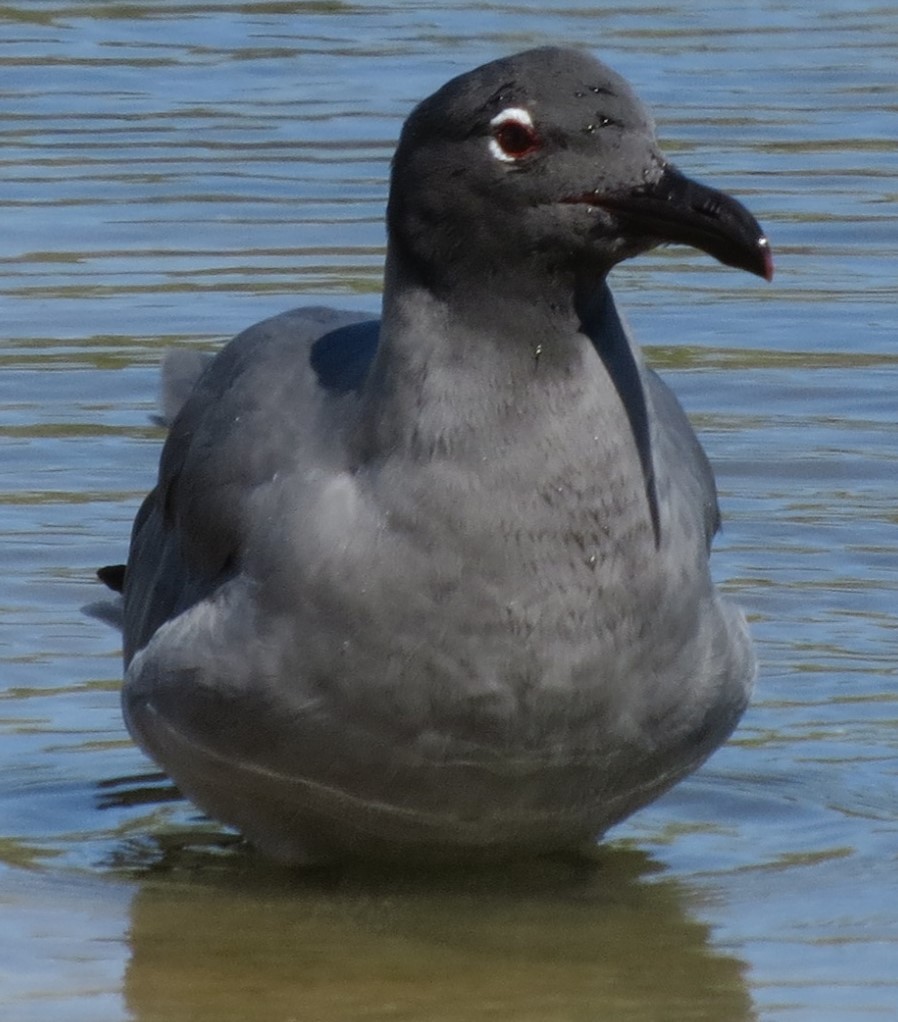 Lava Gull - Jeffrey C and Teresa B Freedman