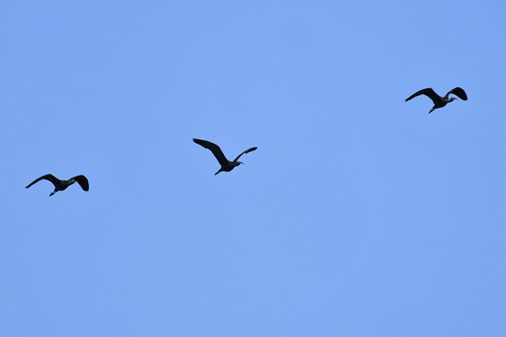 Glossy Ibis - Oliver Perez Amas