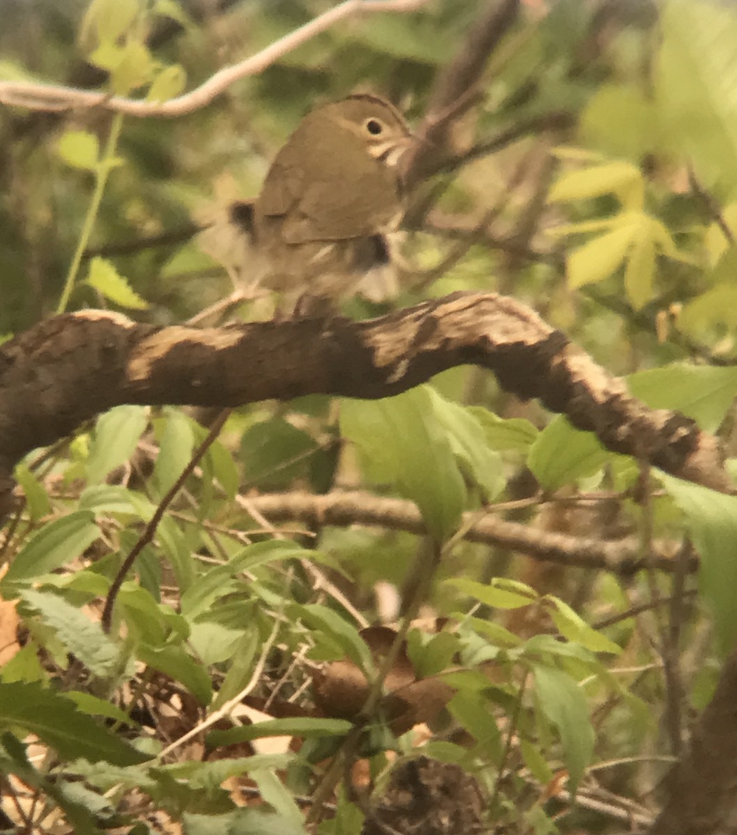 Ovenbird - Will M.