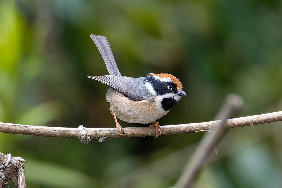 Black-throated Tit - James Moore (Maryland)