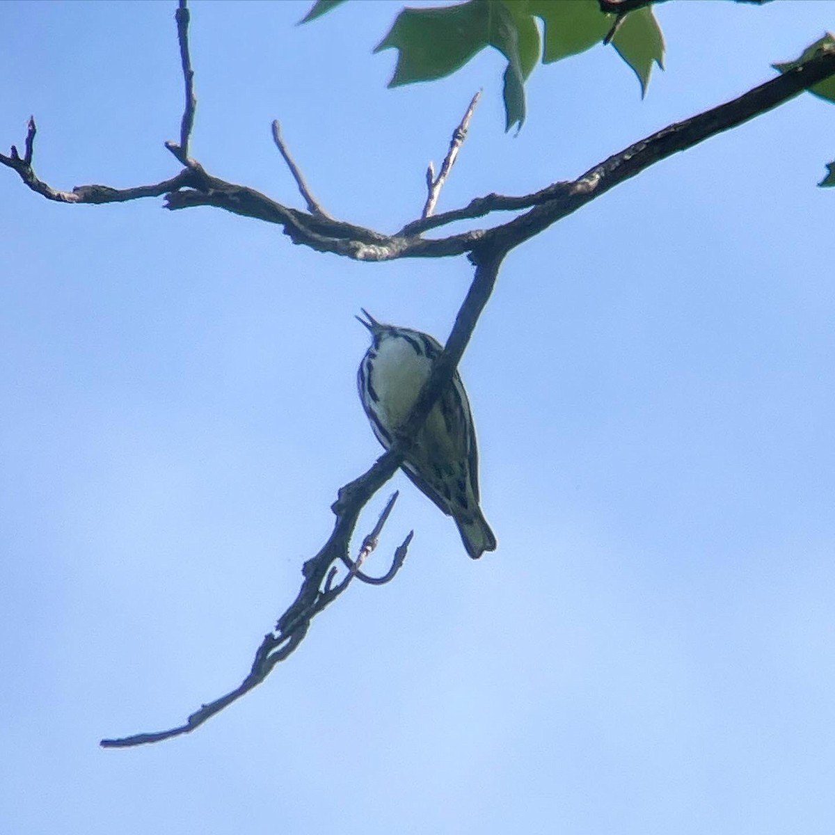 Black-and-white Warbler - Dave Votta