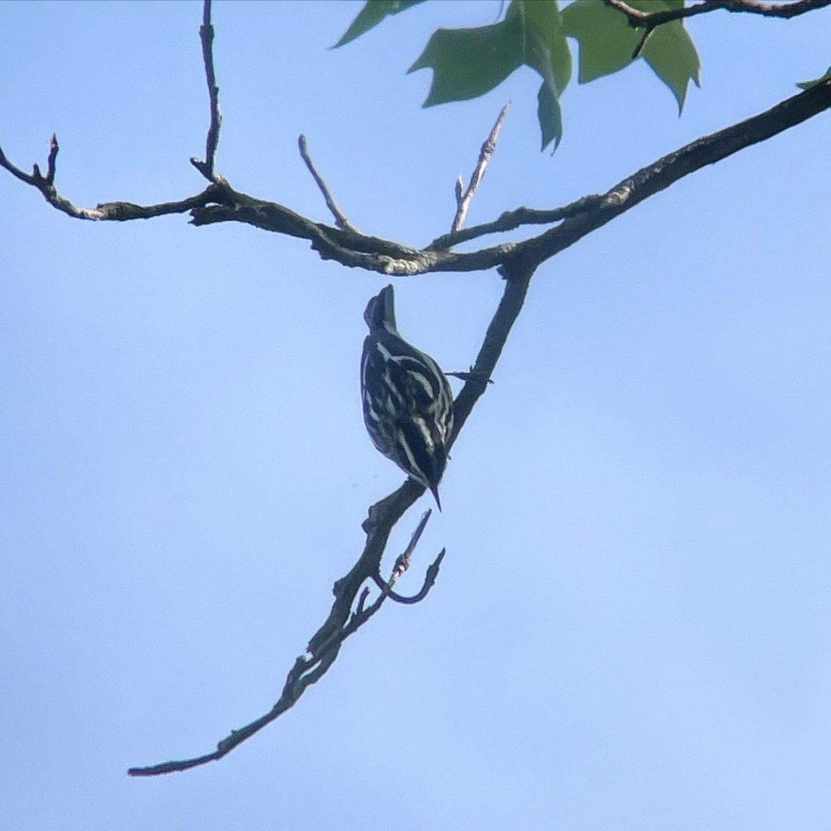 Black-and-white Warbler - Dave Votta