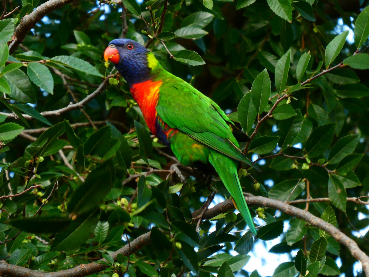 Rainbow Lorikeet - Lev Ramchen