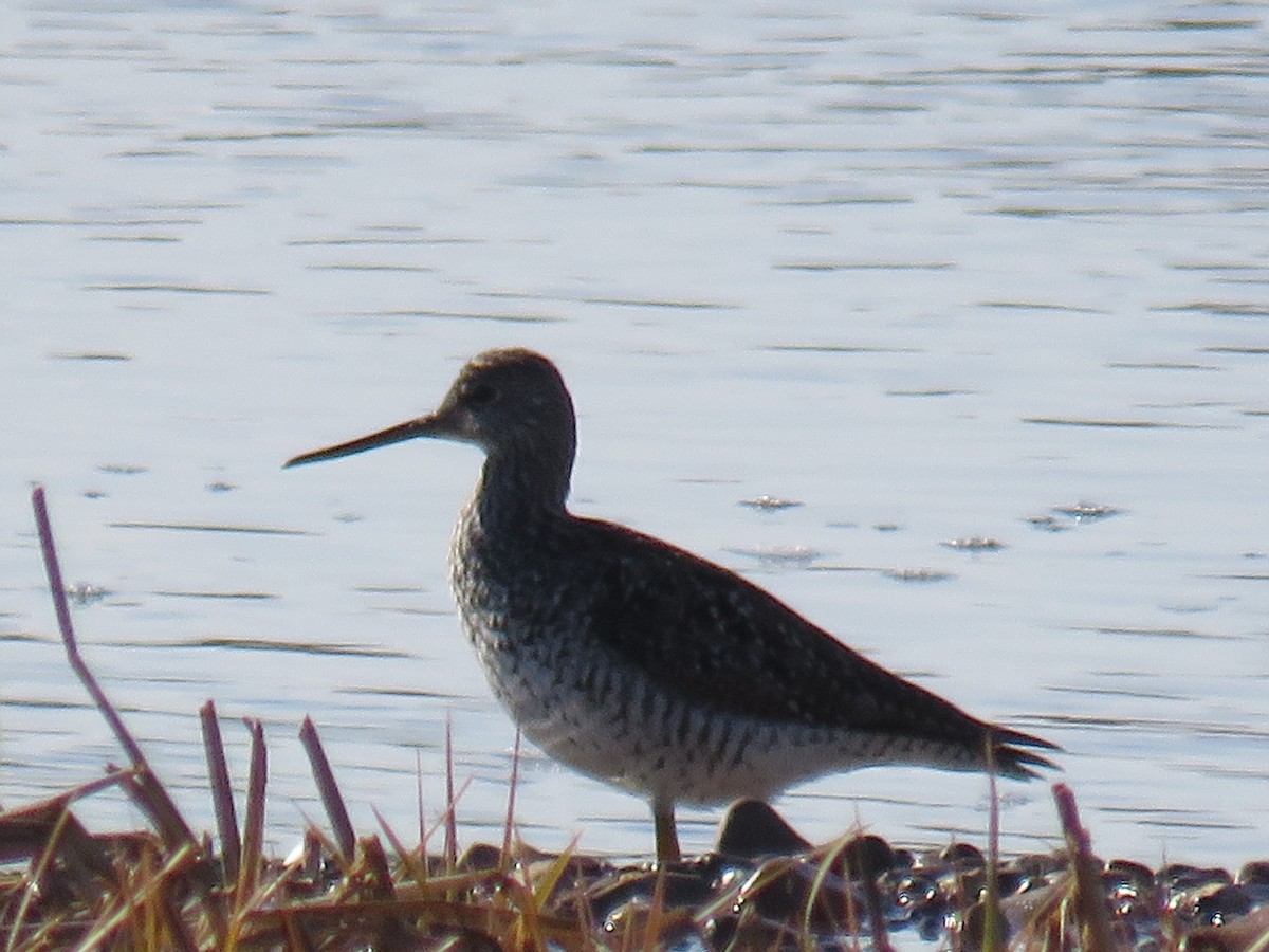 Greater Yellowlegs - Jeff Carter