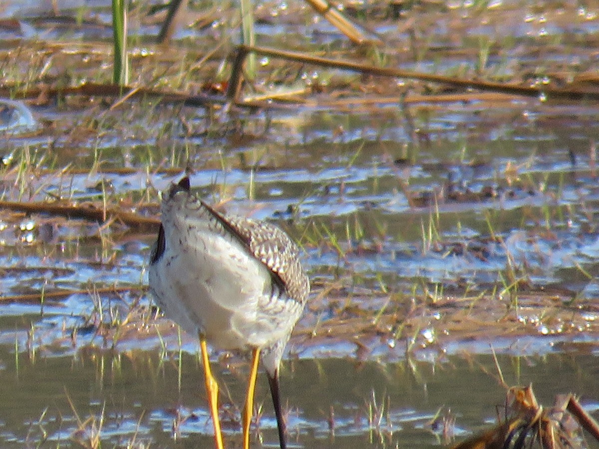 Greater Yellowlegs - ML618810175