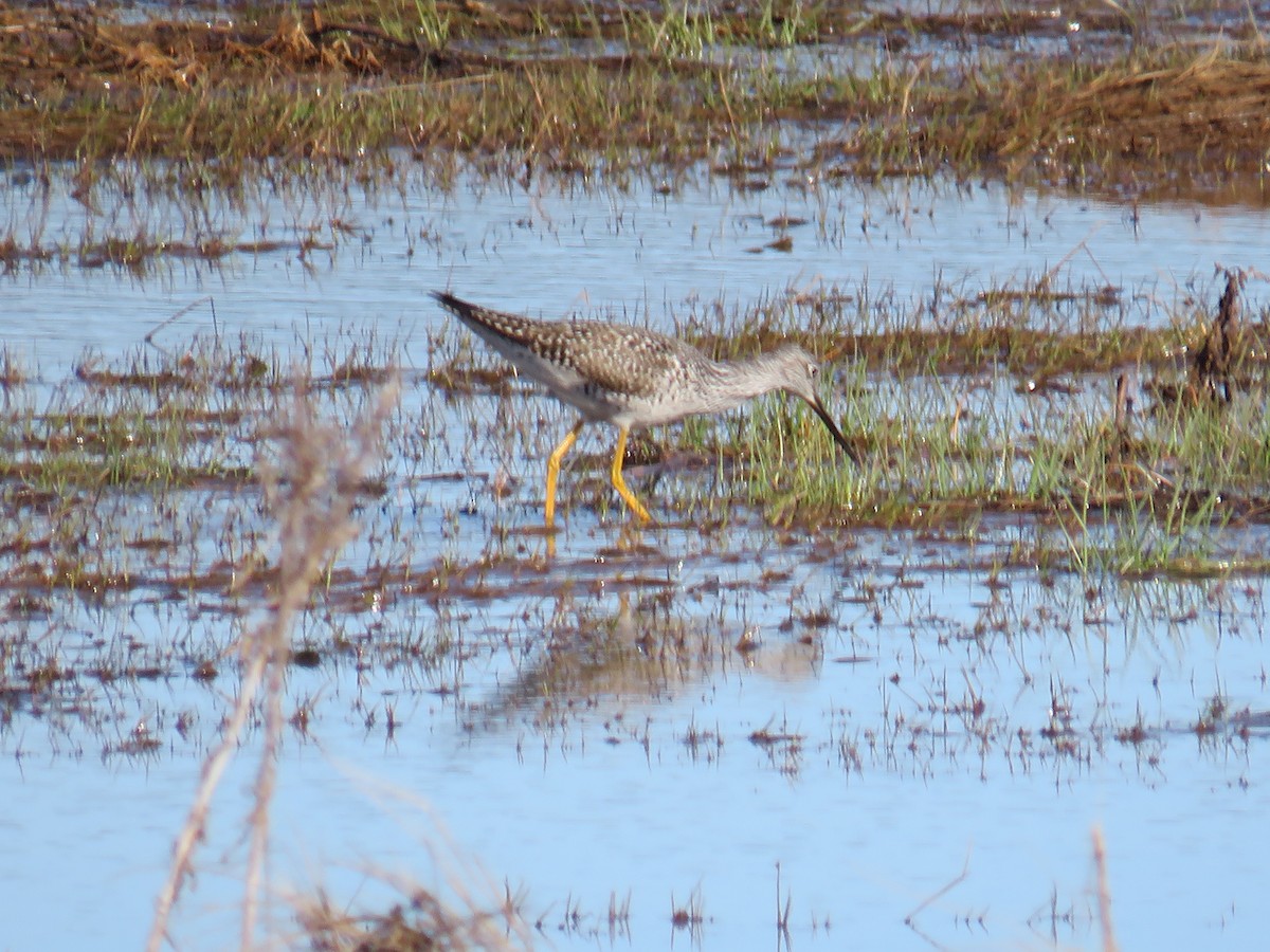 Greater Yellowlegs - ML618810177