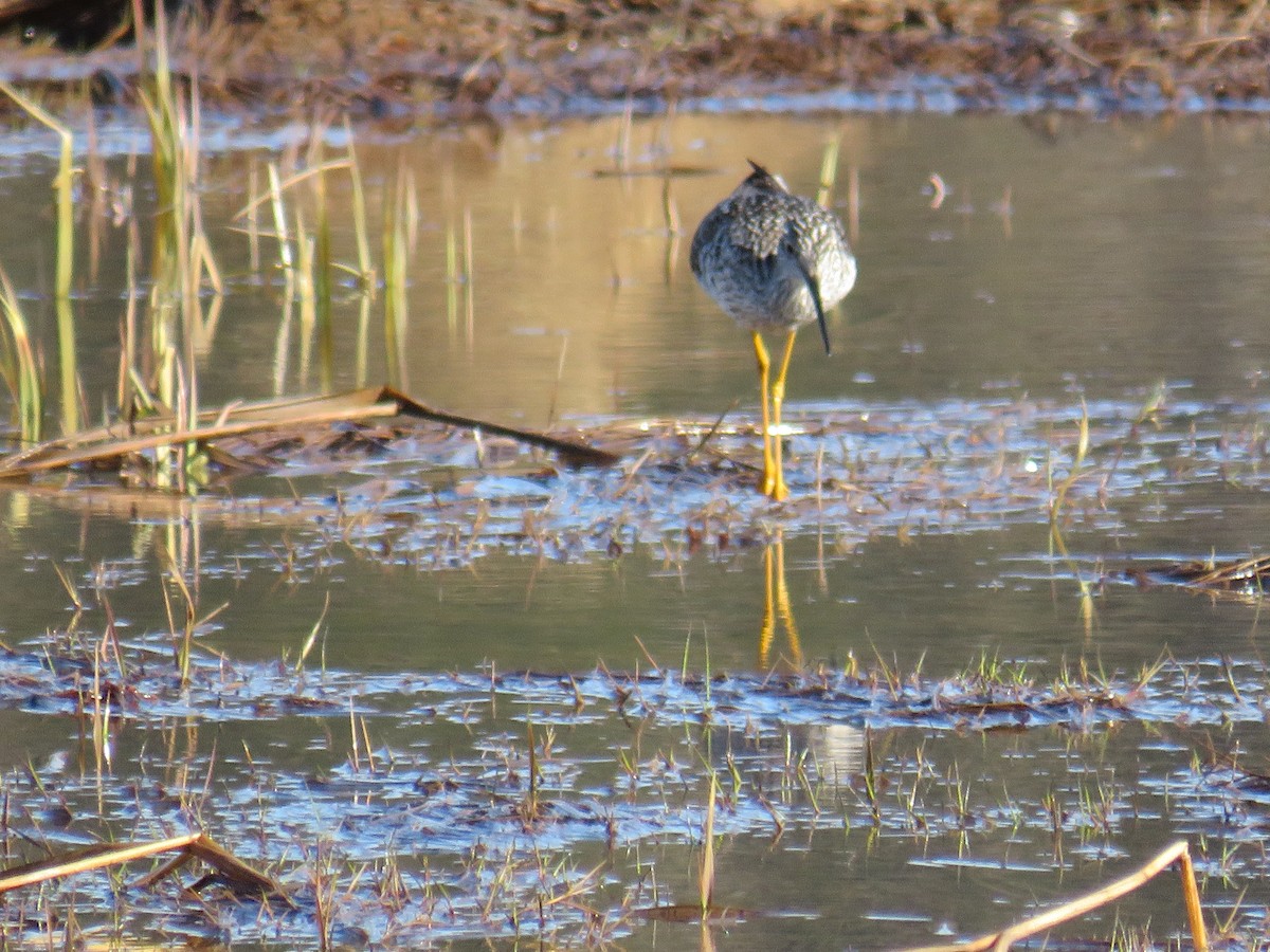 Greater Yellowlegs - Jeff Carter