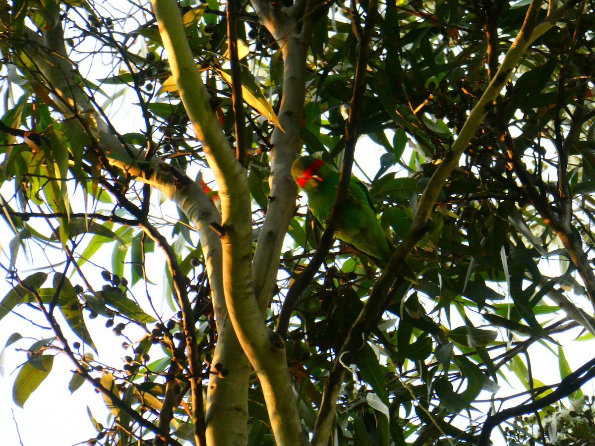 Musk Lorikeet - Lev Ramchen