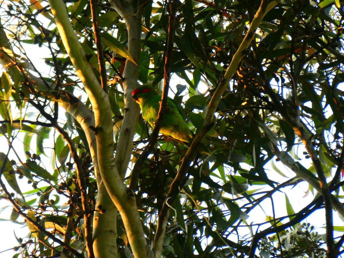 Musk Lorikeet - Lev Ramchen