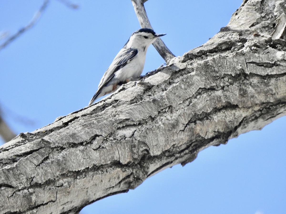 White-breasted Nuthatch - ML618810190