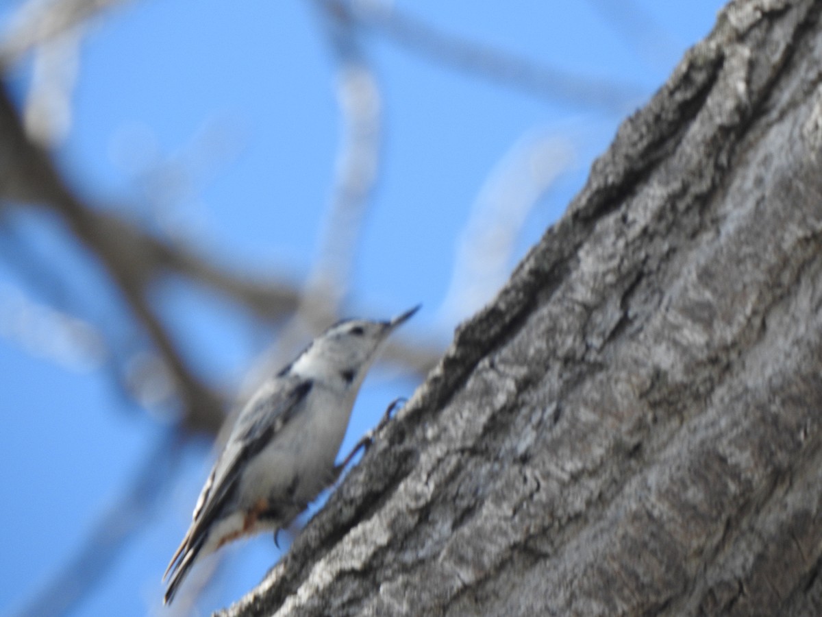 White-breasted Nuthatch - ML618810191