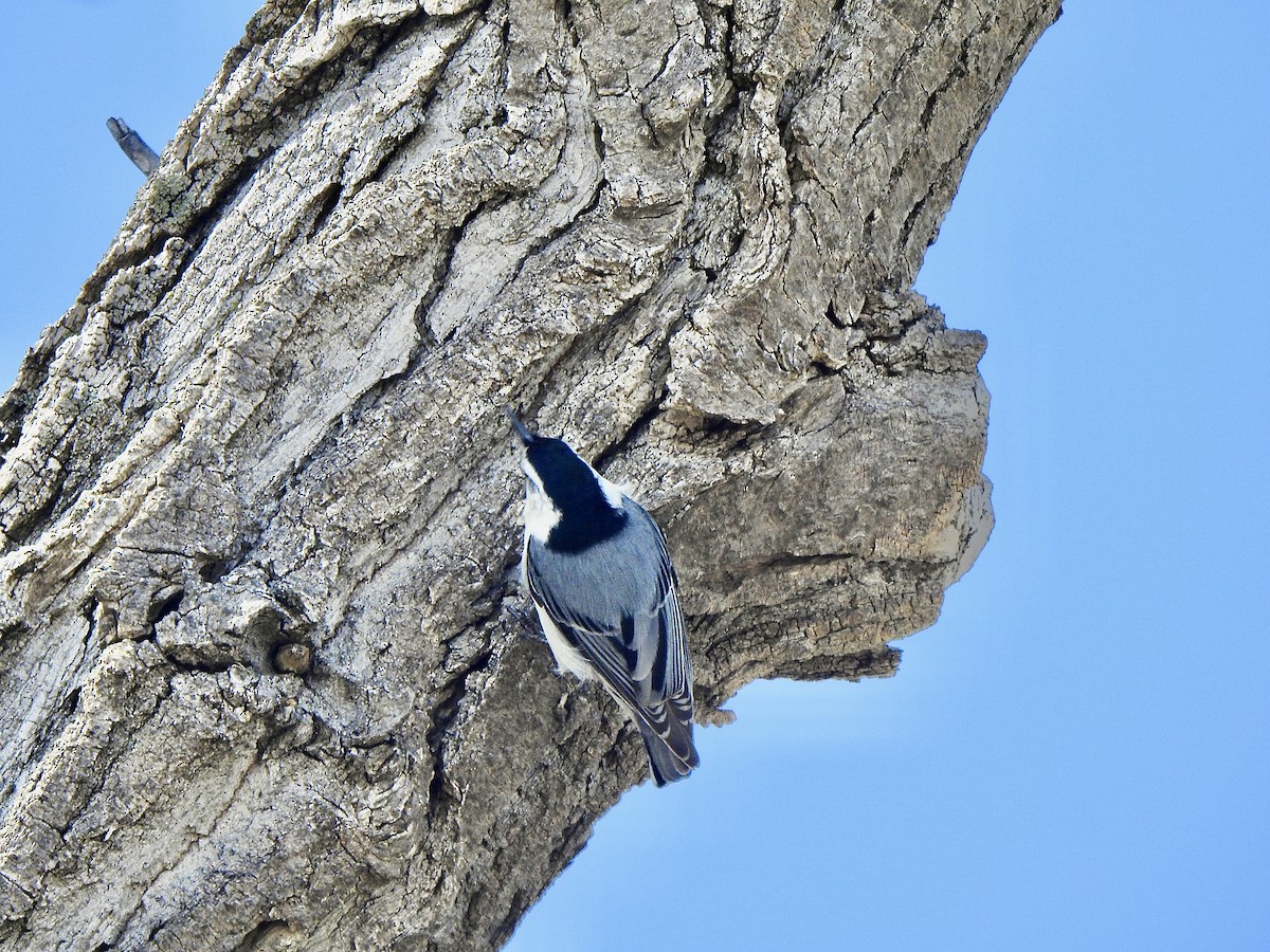 White-breasted Nuthatch - ML618810192