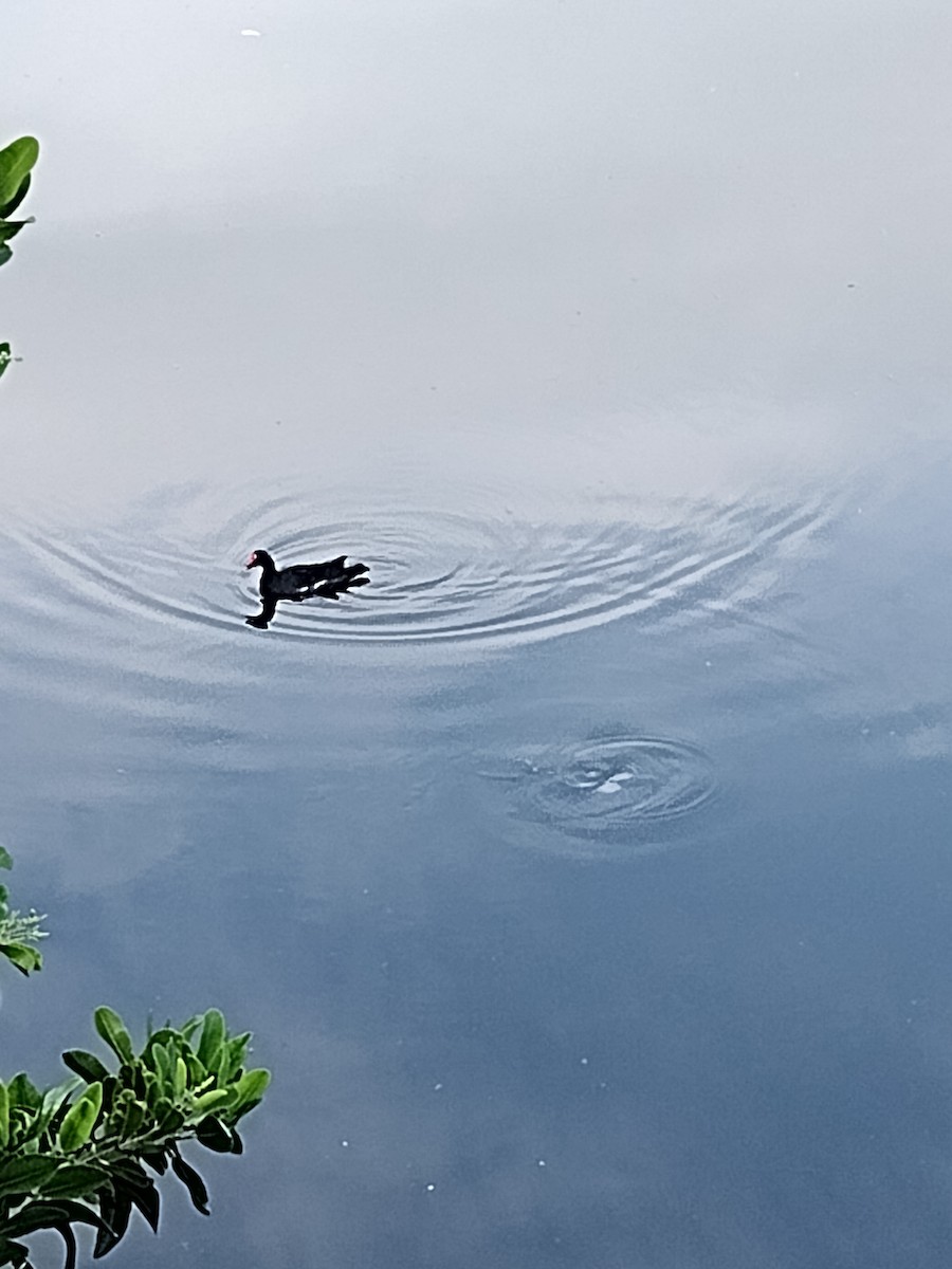 Common Gallinule - ML618810198